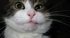 Čo robiť, ak mačka trochu včela?